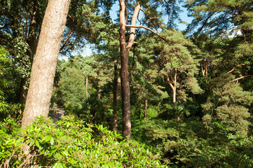 Trees in a tropical climate