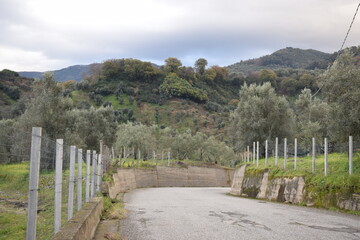 Countryside road surrounded by lush nature
