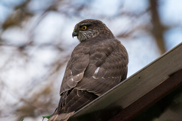 Accipiter nisus - Eurasian sparrowhawk