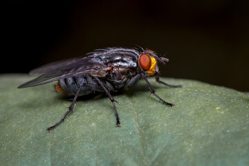 Fly perched on a leaf and black background