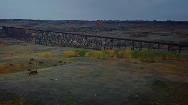 Flying along valley ridge with grazing cattle and historic train trestle bridge.