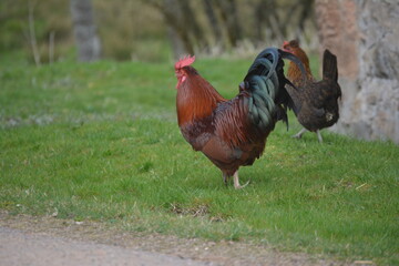 Un coq immobile