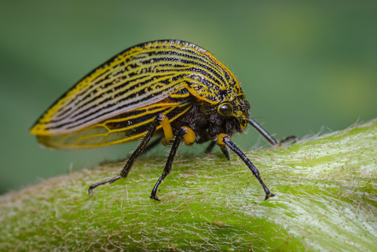 Insect perched sideways on a green branch