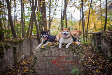 Three Shiba Inu dogs lying togther in the forest