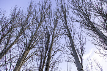 Fototapeta na wymiar Tetric tree in forest