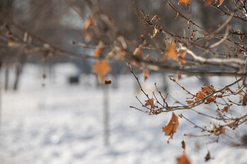 Dry autumn leaves next to snow from Storm Filomena