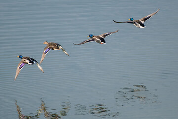 Obraz premium Anas platyrhynchos - Mallard