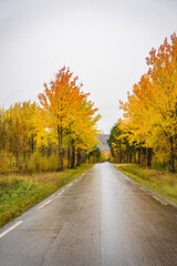 Road at bright yellow trees in Norway