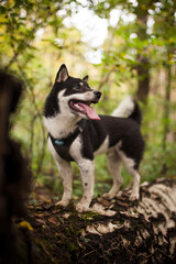 Black and Tan shiba puppy inu lying outdoor in the forest and field