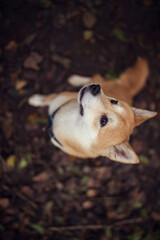 Portrait of an red Shiba inu. Happy Dog with leaves.