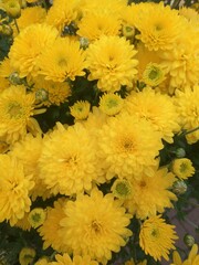 
yellow flowers