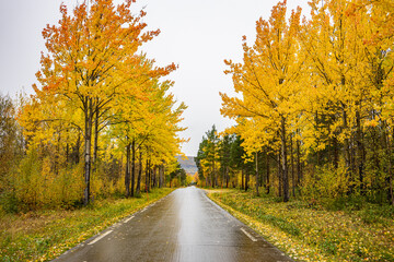 Obraz premium Road at bright yellow trees in Norway