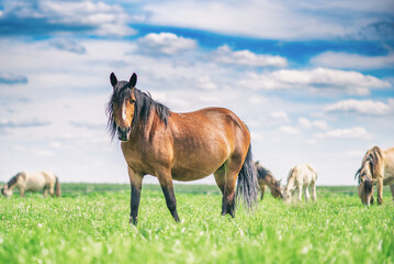 The country horse grazes in the meadow against the background of the sky.