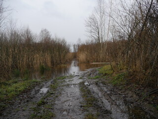 autumn rural road bend. In the foreground Wheel tracks is wet from rain puddles