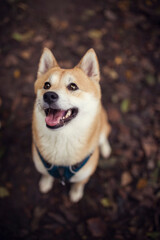 Portrait of an red Shiba inu. Happy Dog with leaves.