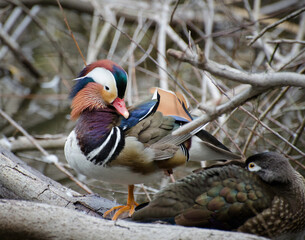 Mandarin Duck (Aix galericulata), Franklin Canyon, Los Angeles, CA.