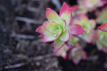 Sedum palmeri plant grown on the trunk of a palm tree