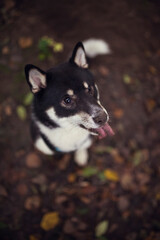 Portrait of a Black and tan shiba inu puppy. Small dog looking up. 