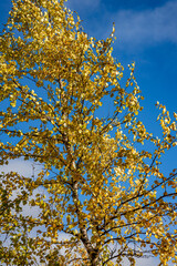 Yellow trees with a blue sky in background