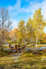 Yellow trees with a blue sky in background