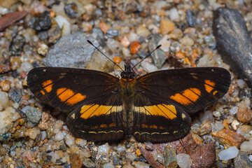 Butterfly with open wings resting on wet sand