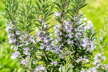 Blooming rosemary close-up on a fresh green grass background. Fragrant spicy herbs for Mediterranean cuisine in the garden.