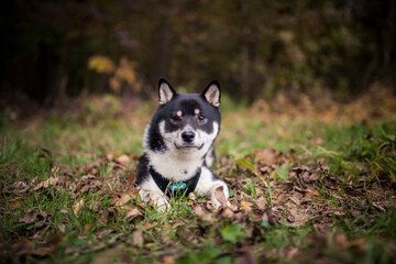 Naklejka na ściany i meble Black and Tan shiba puppy inu lying outdoor in the forest and field