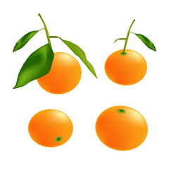 Oranges with green leaves on a white background. illustration. isolated.