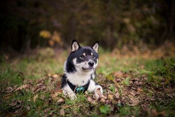 Black and Tan shiba puppy inu lying outdoor in the forest and field