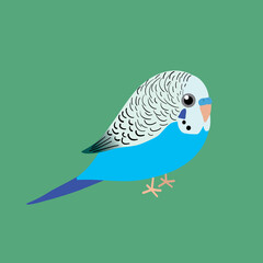 

An illustration af a very cute blue budgie. It is a male bird.