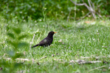 Turdus merula - Common blackbird