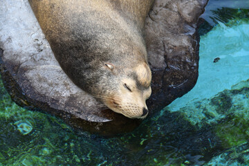 A sleeping seal in an Aqualium