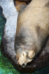 A sleeping seal in an Aqualium