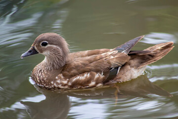 Duck swims in the water