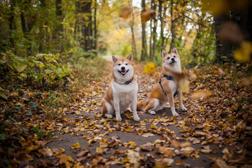 Three Shiba Inu dogs lying togther in the forest