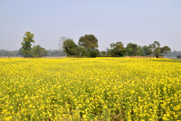 Obraz premium Beautiful Yellow Mustard field in Bangladesh