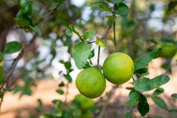 Yellow ripe lemon LIMECITRUS AURANTIFOLIA SWING on the tree