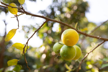 Yellow ripe lemon LIMECITRUS AURANTIFOLIA SWING on the tree