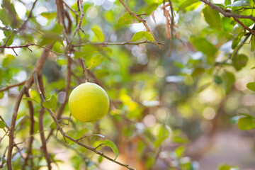 Yellow ripe lemon LIMECITRUS AURANTIFOLIA SWING on the tree