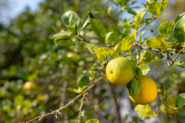Yellow ripe lemon LIMECITRUS AURANTIFOLIA SWING on the tree