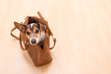 Little cute Jack Russell Terrier dog sits in a brown handbag and looks funny out.