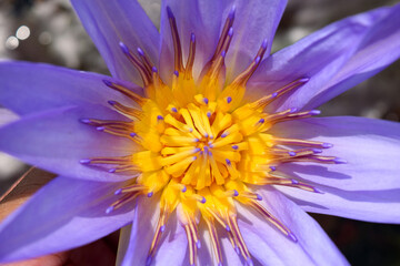 Close up blue water lily flower