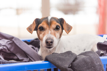 Dog lies in a laundry basket with freshly washed folded and ironed laundry indoor. Jack Russell...
