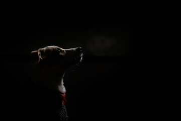 Facial portrait of a young female puppy in the dark illuminated by an artificial spotlight