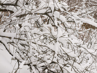 Old tree covered with snow in the winter garden.