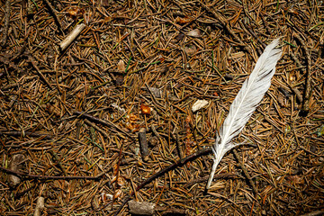 White feather on a forest ground