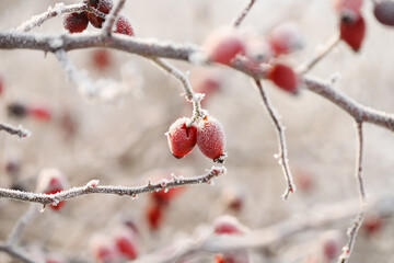 Rose hips covered in hoarfrost. natural winter look in the garden.