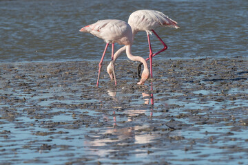 Pink flamingos wintering in the Camargue, France