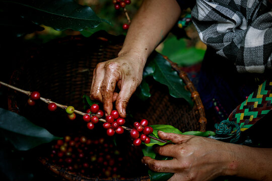 Hand of female akha farmer tribe is harvesting ripe coffee beans from branch in plantation 100% organic farm in valley mountain in Thailand close up and selective focus shot.