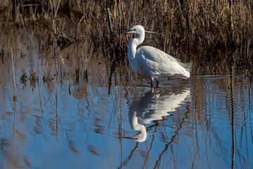 A lurking egret is reflected in a watercourse